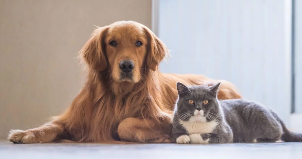 Blackpool At-Home Pet Put To Sleep